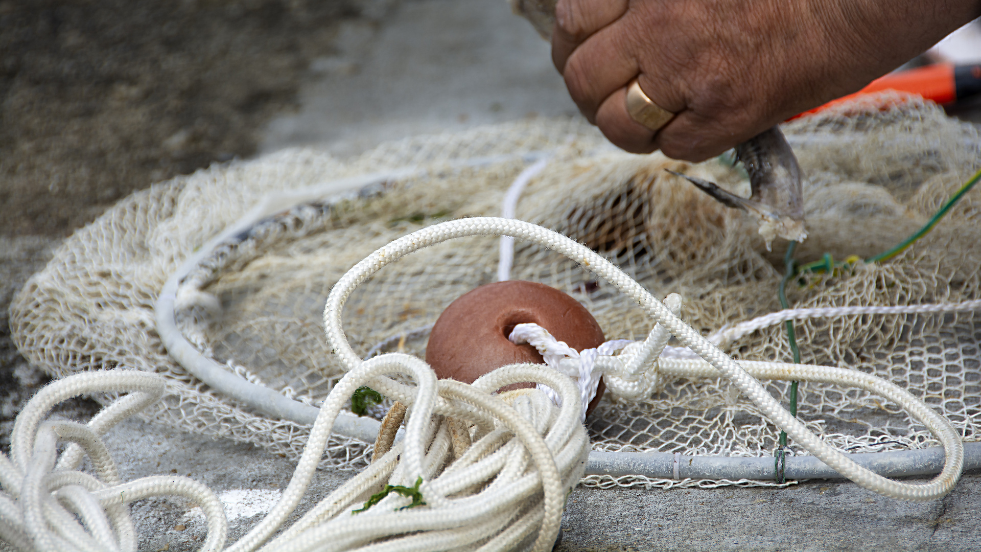 Le panier à poisson