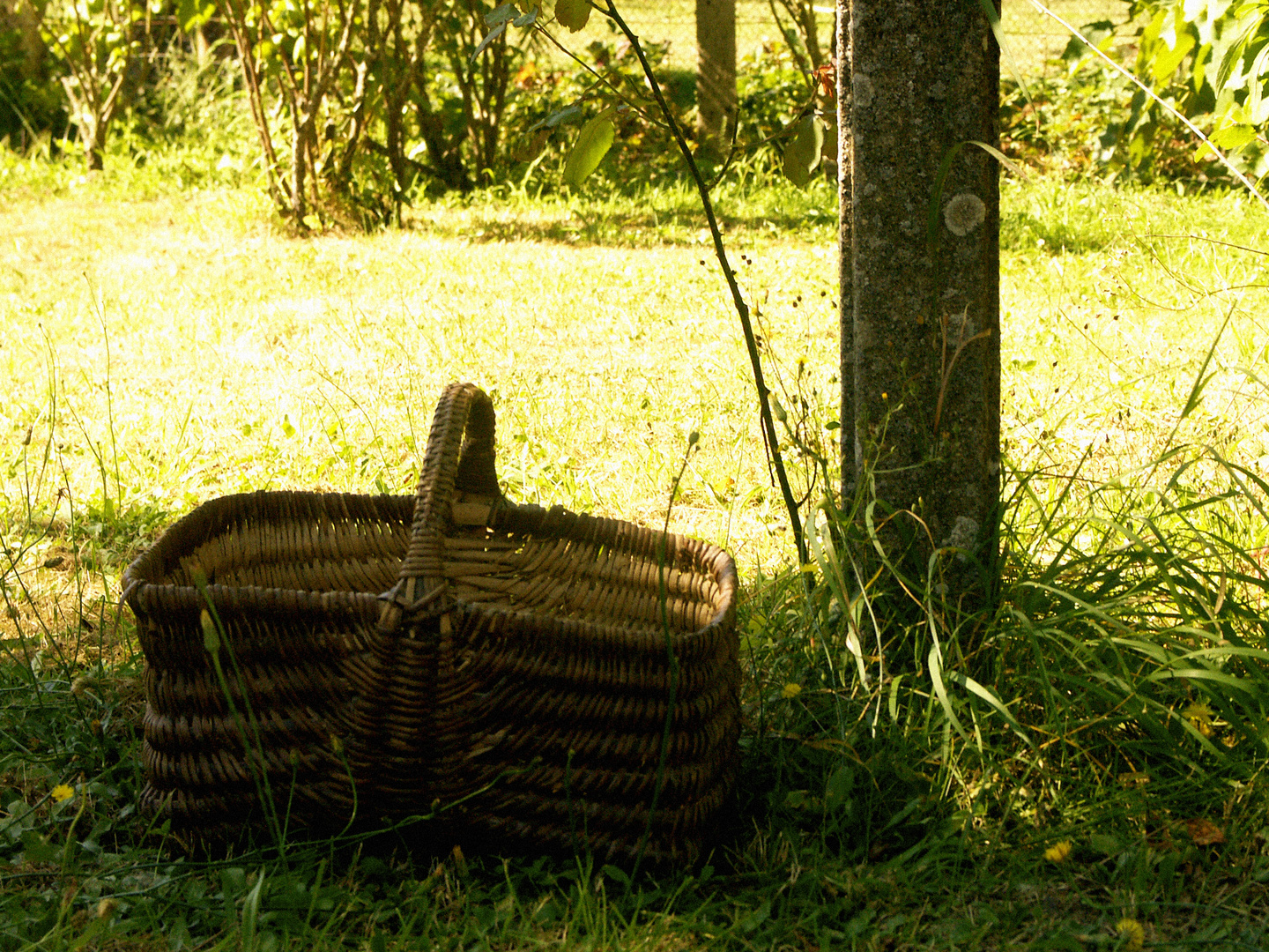 Le Panier dans l'herbe