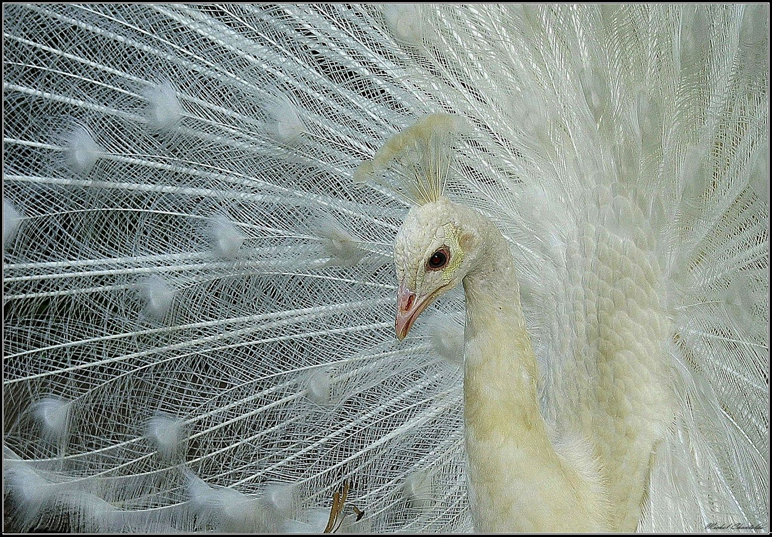 le paon blanc