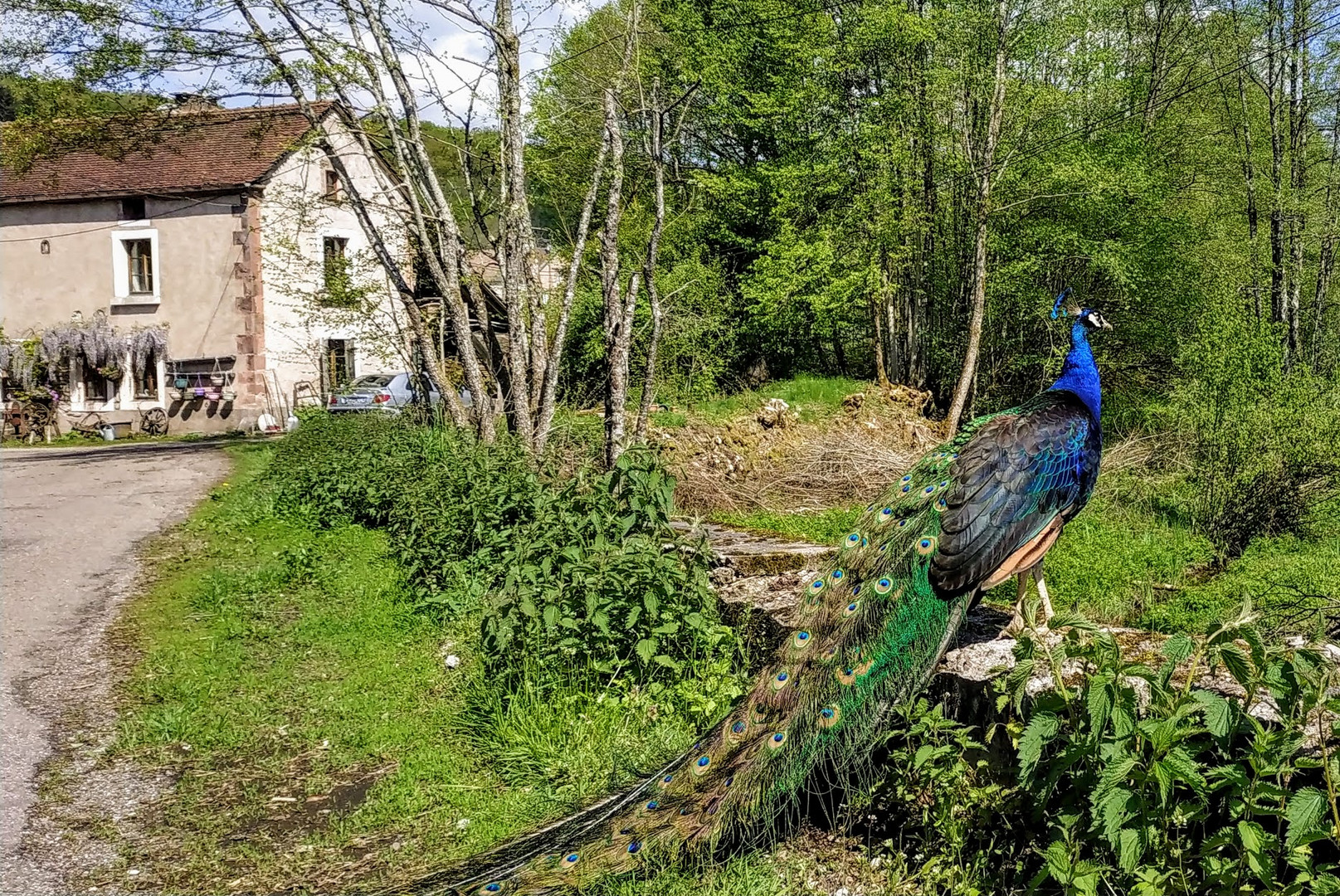 Le Paon du Moulin Begeot  a Melisey 