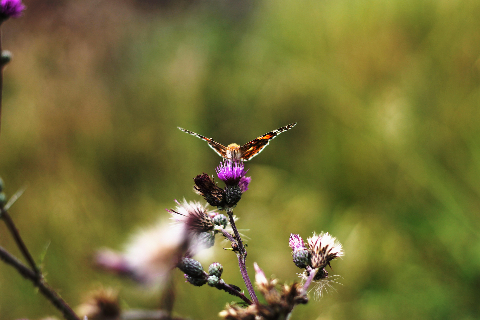 Le Papillon.