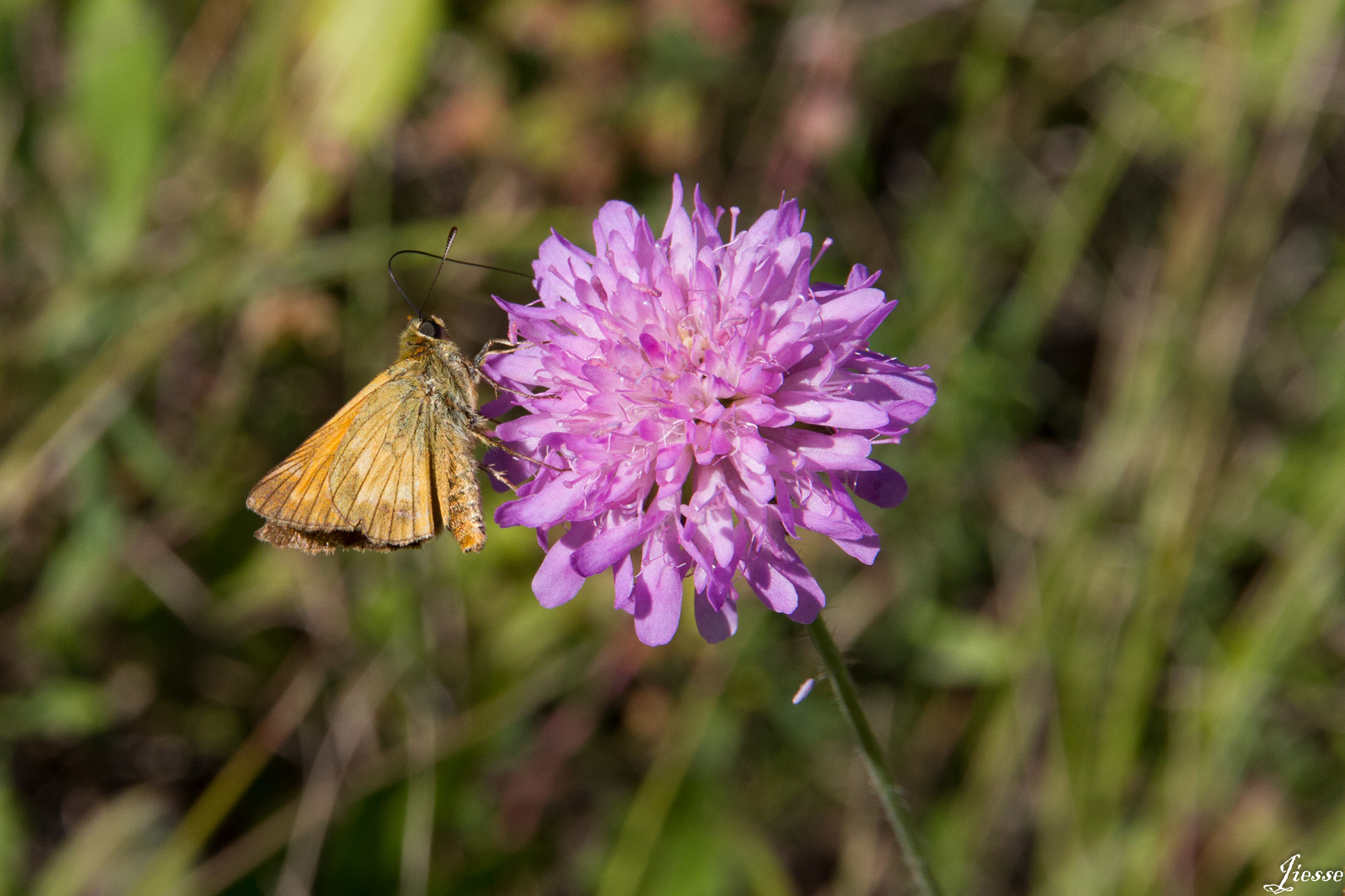 le papillon