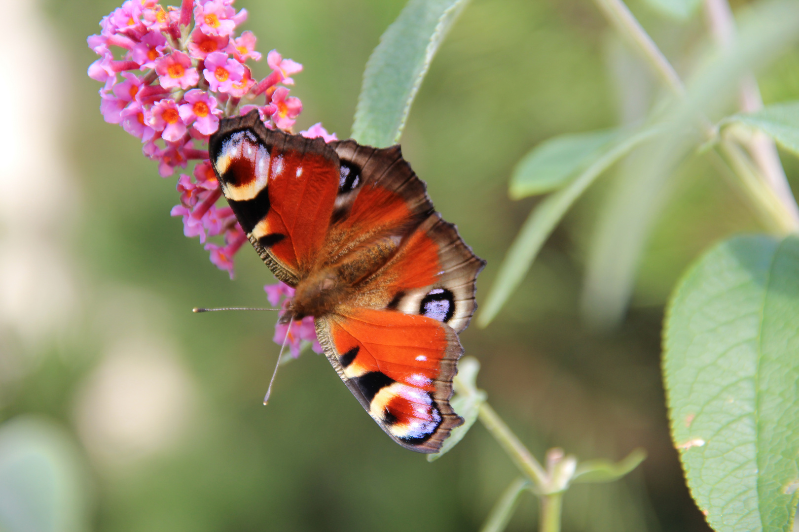 Le Papillon