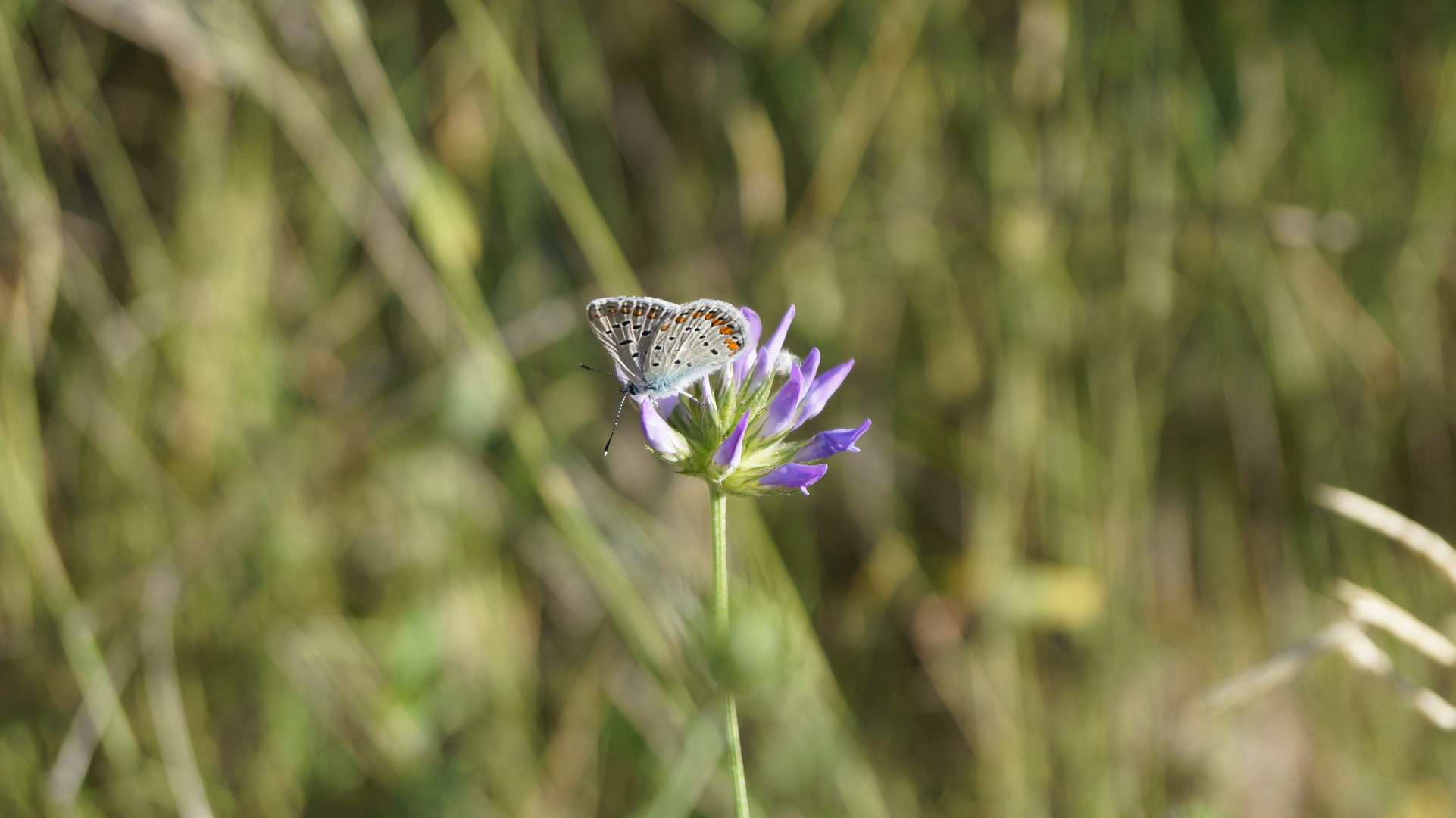 LE PAPILLON