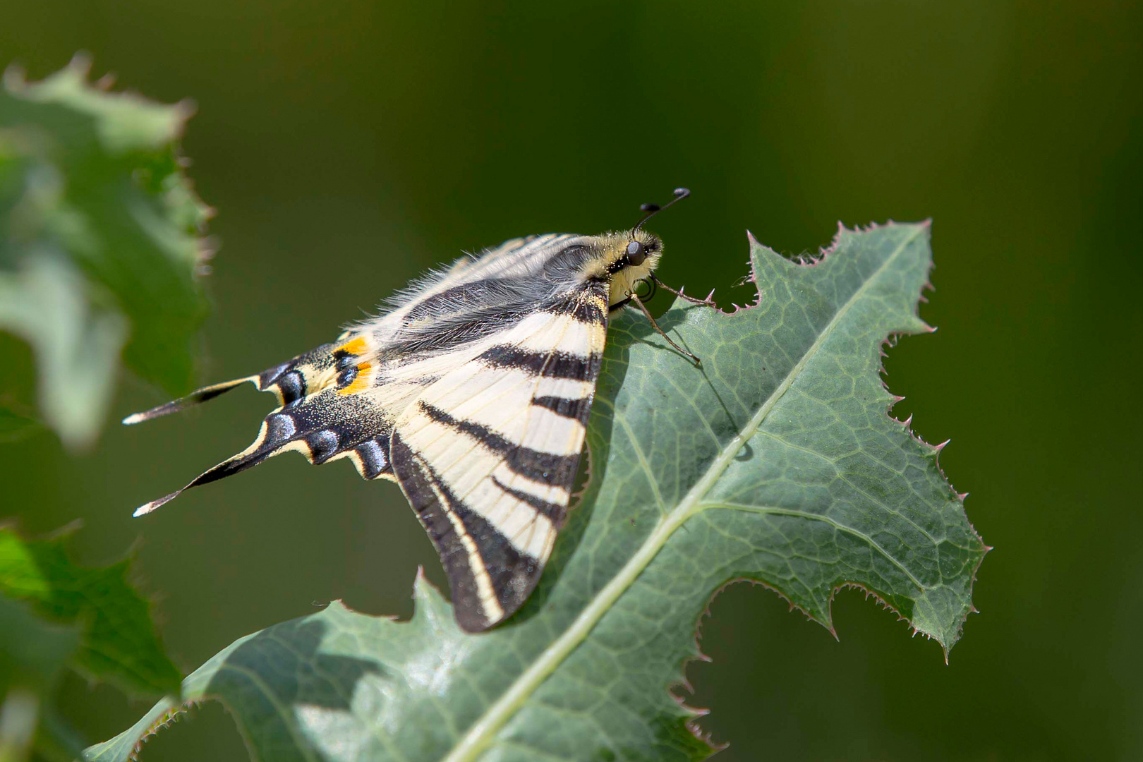 Le papillon