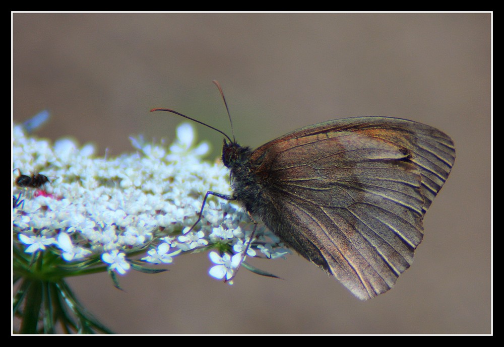 " Le papillon " ??