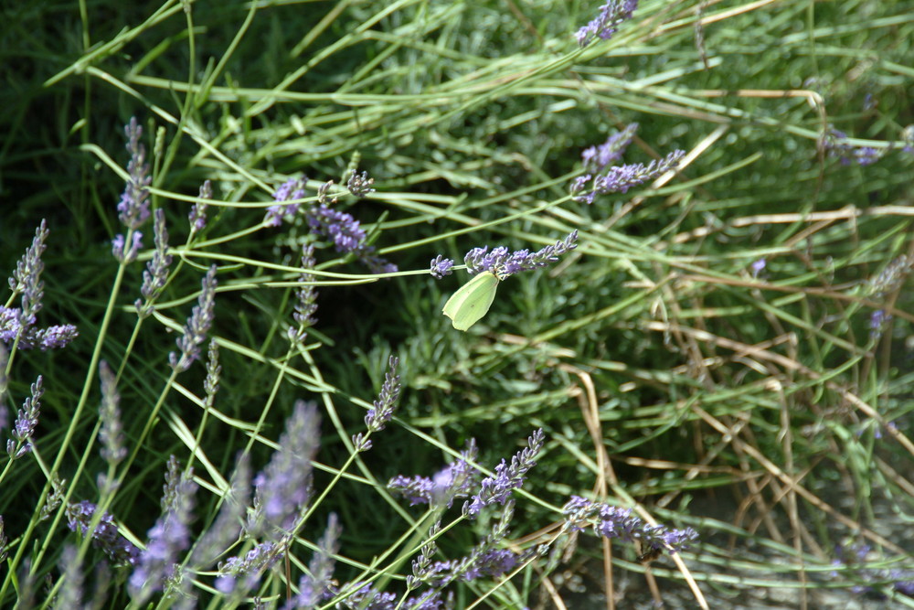 le papillon de couettegirl 