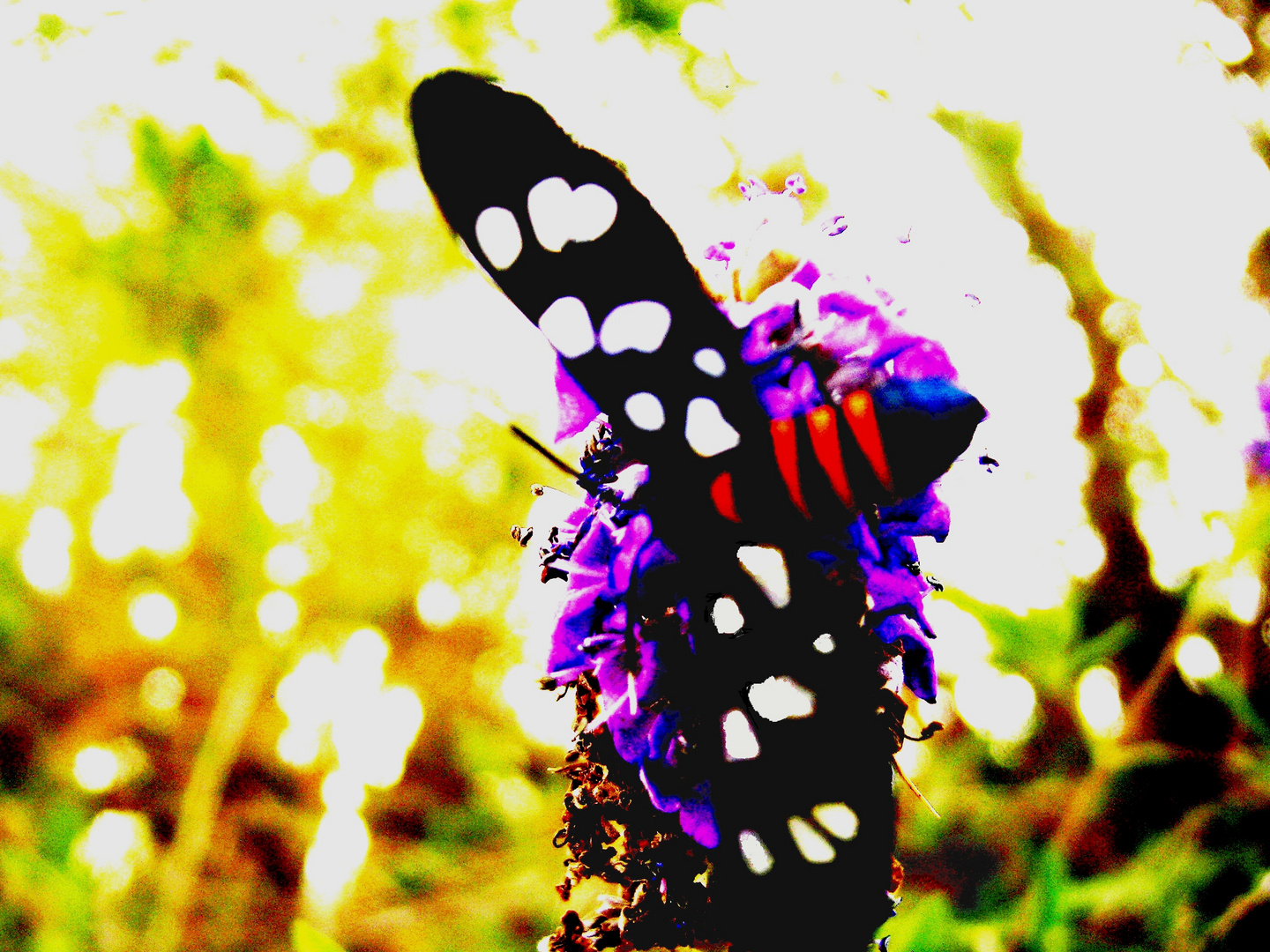 Le papillon-abeille