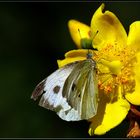 Le papillon amoureux.