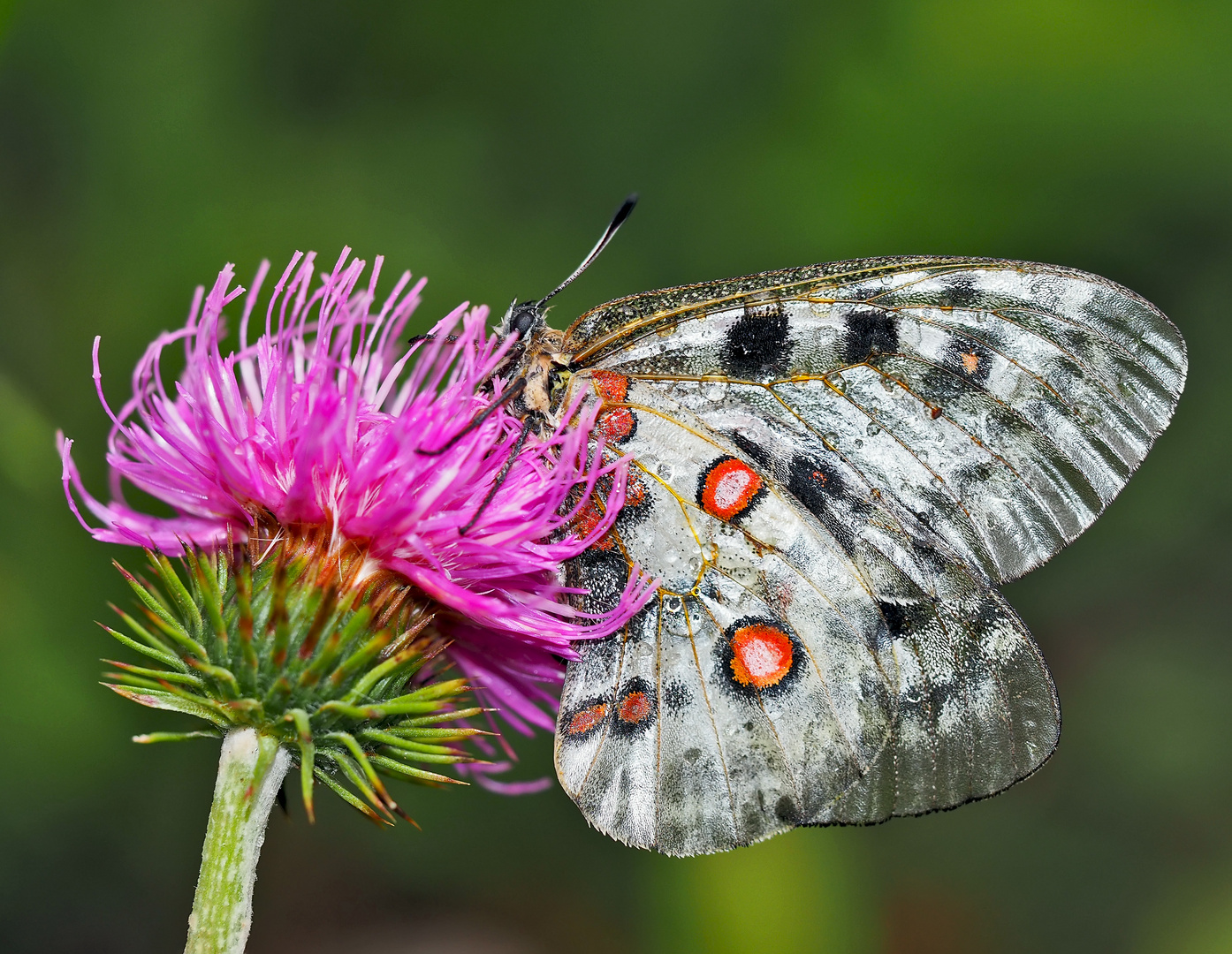 Le Papillon Apollon (Parnassius apollo)  Die ritterliche Schönheit des Roten Apollo!