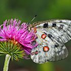 Le Papillon Apollon (Parnassius apollo)  Die ritterliche Schönheit des Roten Apollo!