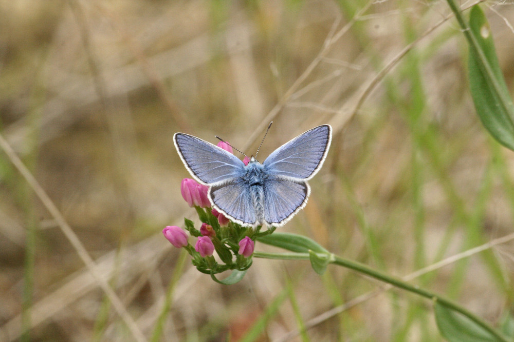 le papillon bleu