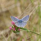 le papillon bleu