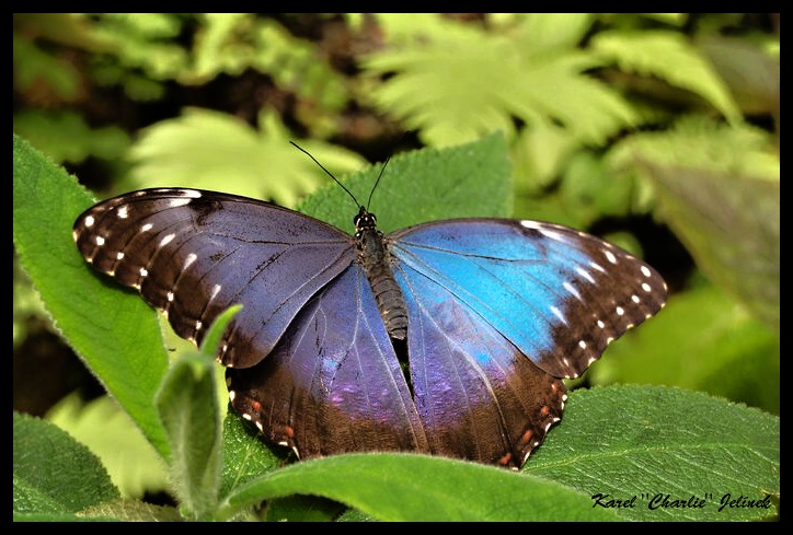 Le papillon bleu