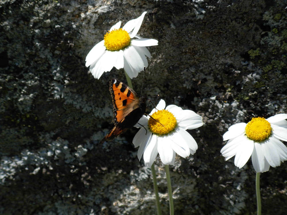 Le papillon butine