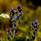 le papillon cherche sa fleur 