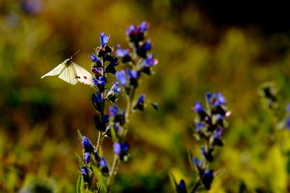 le papillon cherche sa fleur 