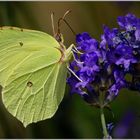 le papillon citron