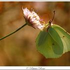 Le papillon citron de provence.