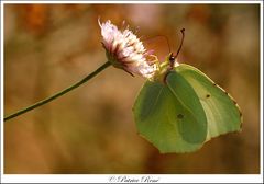 Le papillon citron de provence.