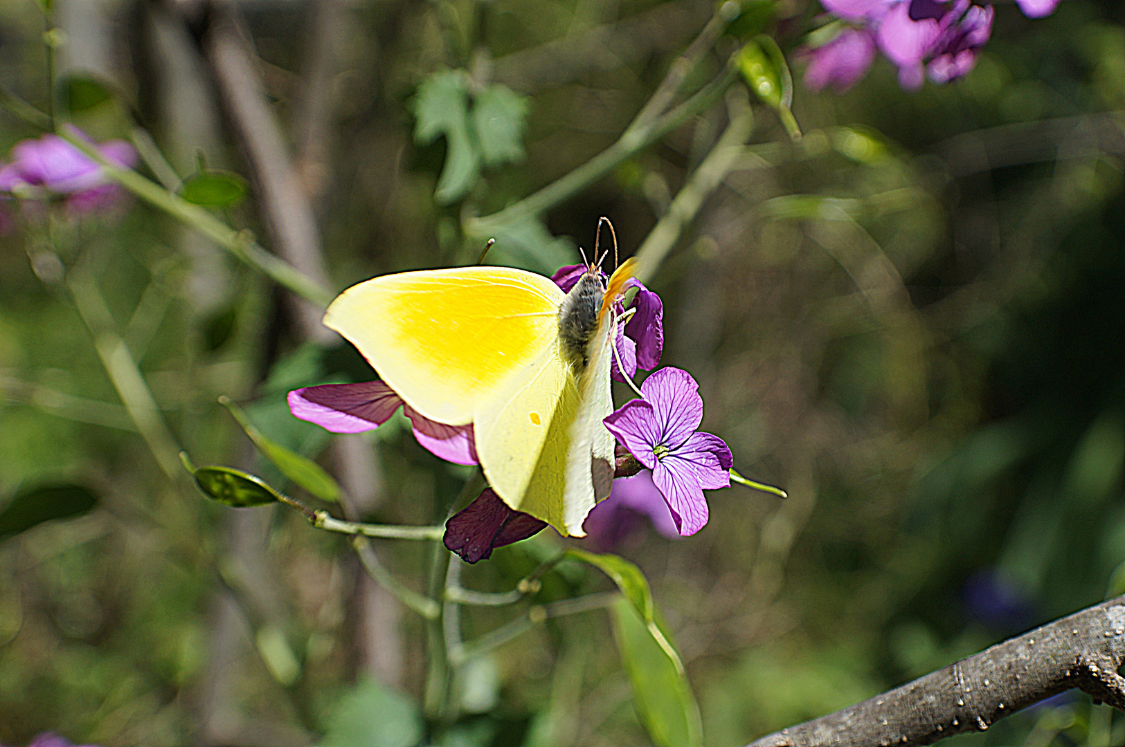 le papillon citron sur la fleur de monnaie du pape