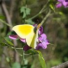 le papillon citron sur la fleur de monnaie du pape