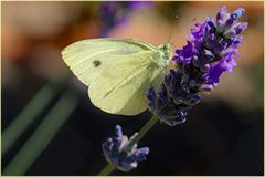 le papillon citron sur notre lavande....