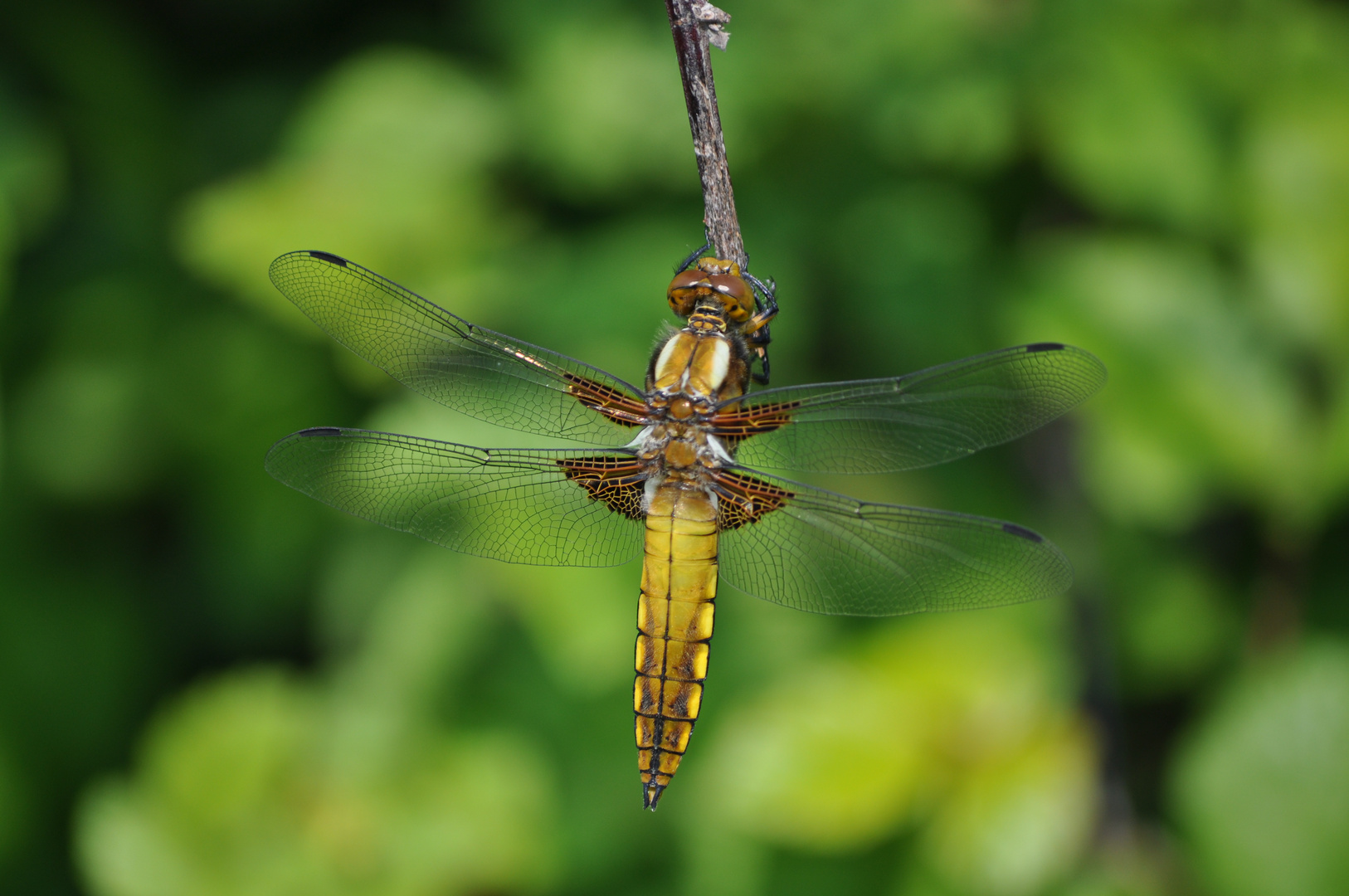 Le Papillon d'Amour