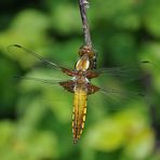 Le Papillon d'Amour