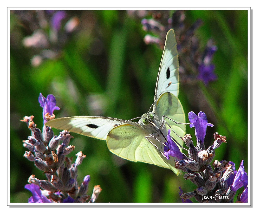 Le Papillon dans la lavande du jardin