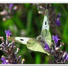 Le Papillon dans la lavande du jardin