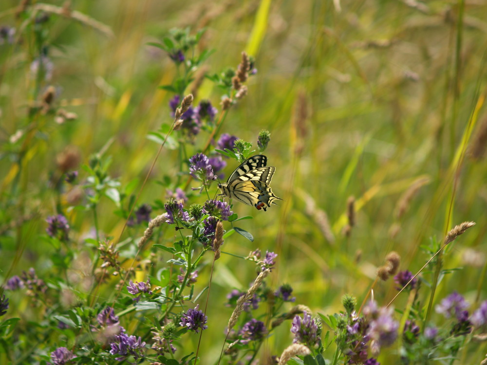 le papillon