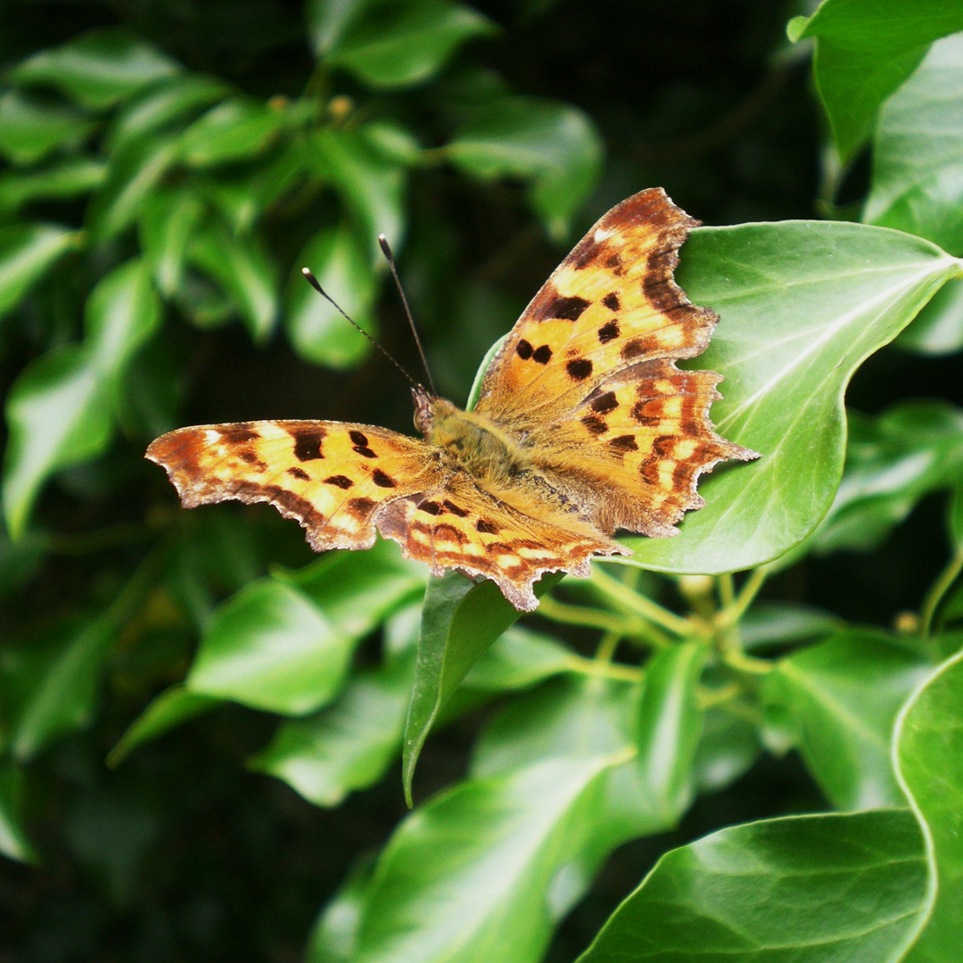 Le papillon