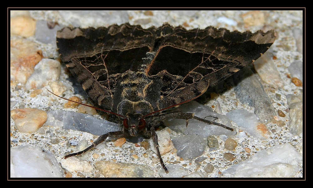 " Le papillon de nuit ?? "