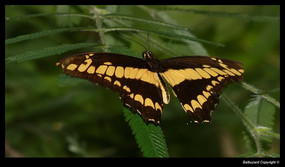 " Le papillon de Sanguinet "