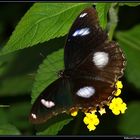 " Le papillon de Sanguinet "