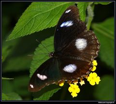 " Le papillon de Sanguinet "