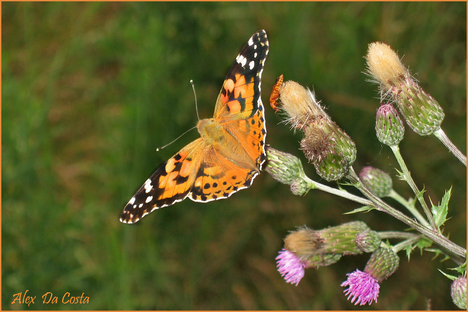 Le papillon des chardons