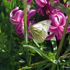 Le papillon du Printemps...