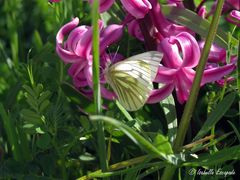 Le papillon du Printemps...