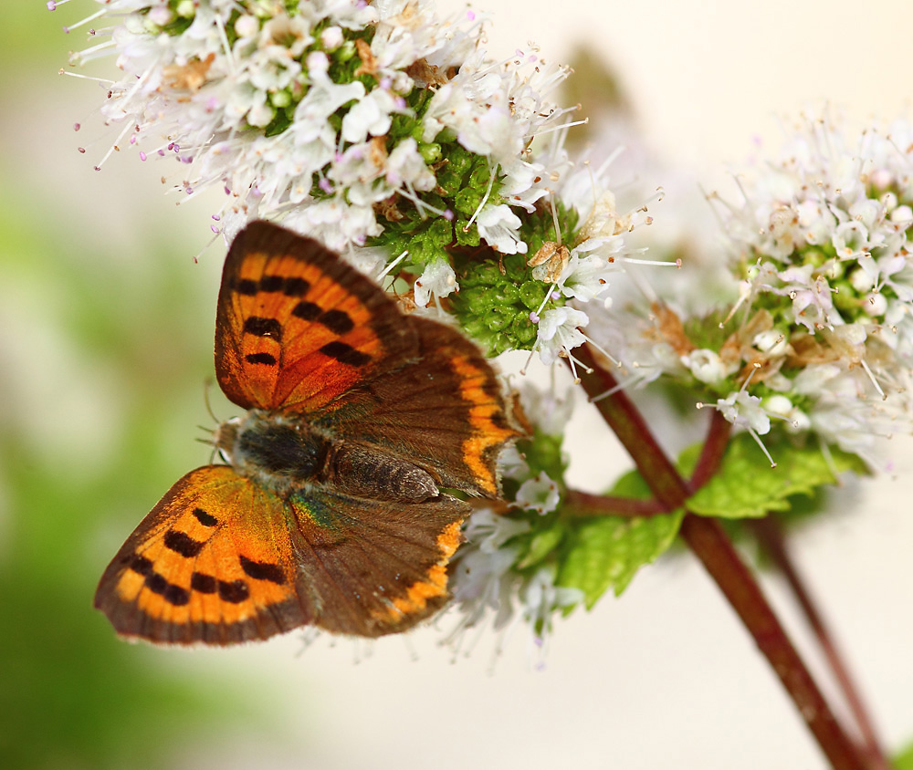 le papillon