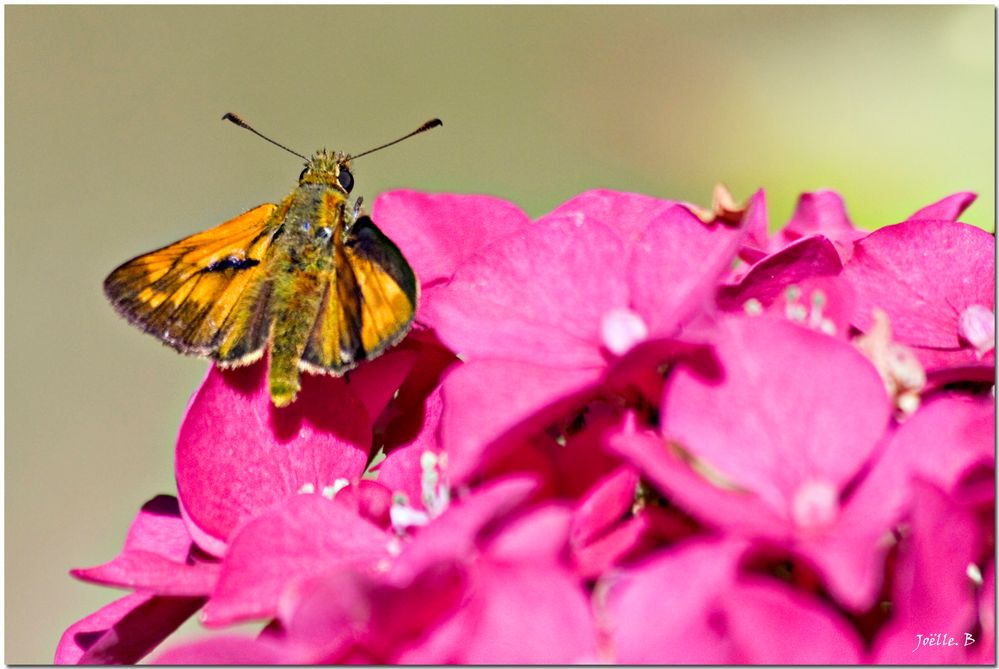 Le papillon est une fleur vagabonde !