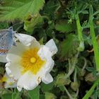 le papillon et la fleur !