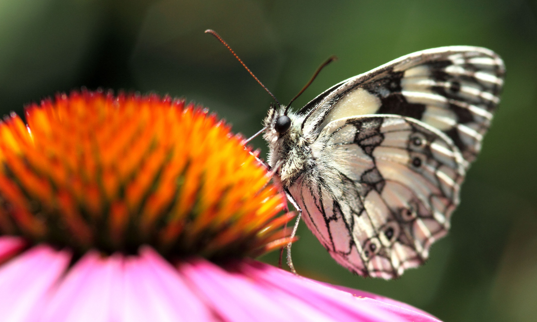 Le papillon et la fleur