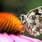 Le papillon et la fleur