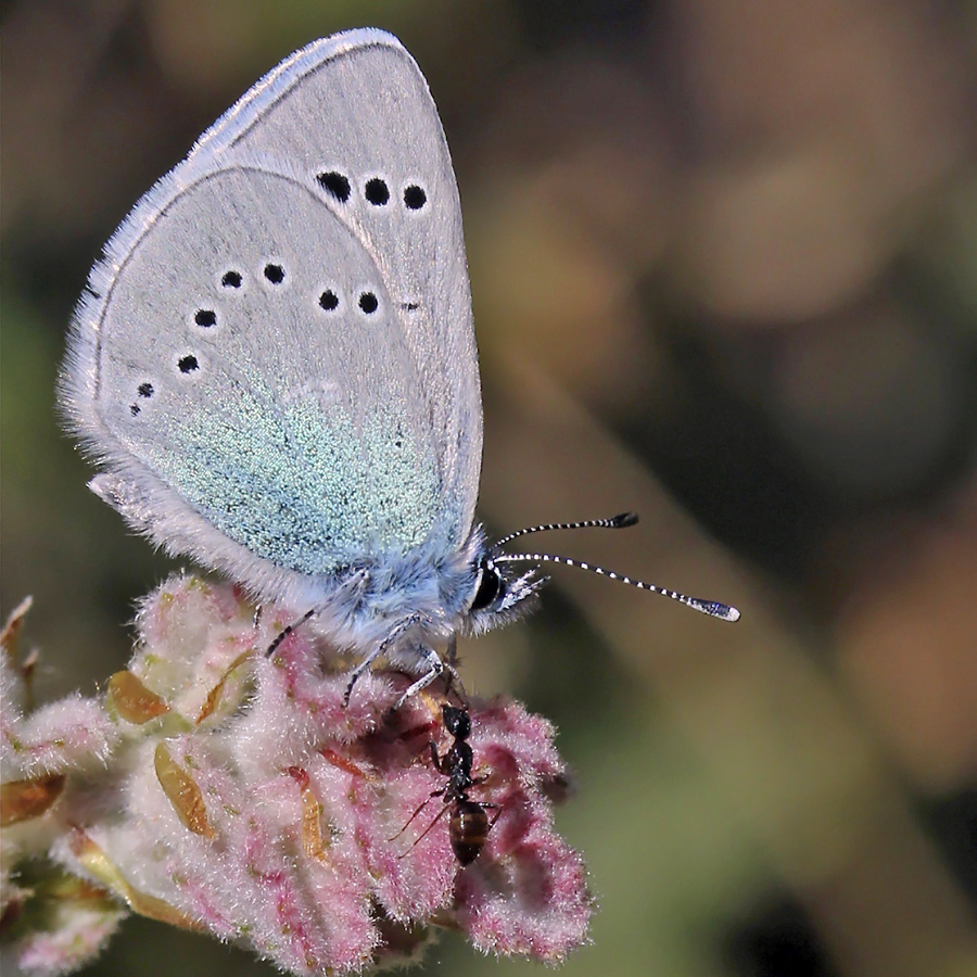 Le papillon et la fourmi