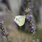 le papillon et la lavande