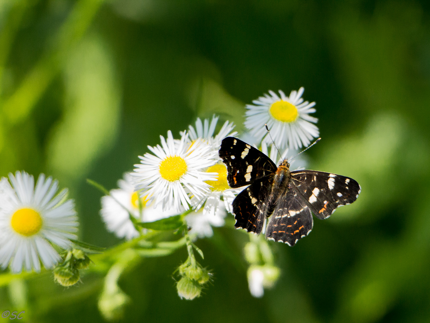 Le papillon et la marguerite-1