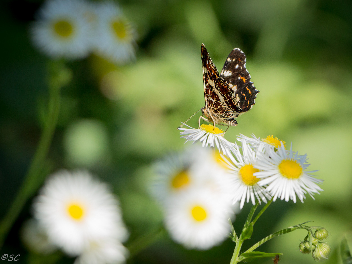 Le papillon et la marguerite-2