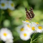 Le papillon et la marguerite-2